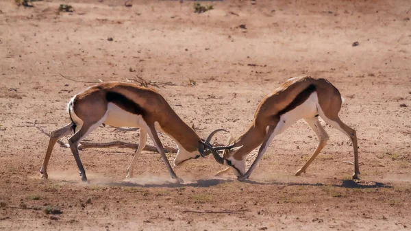 Dos Duelos Springbok Parque Transfronterizo Kgalagari Sudáfrica Especie Antídorcas Marsupialis —  Fotos de Stock