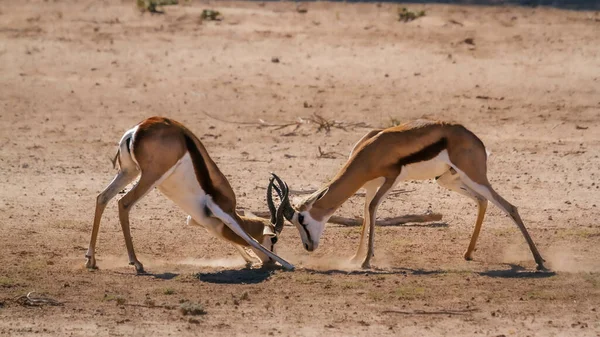 Dwa Pojedynki Springbok Parku Transgranicznym Kgalagari Republika Południowej Afryki Gatunek — Zdjęcie stockowe