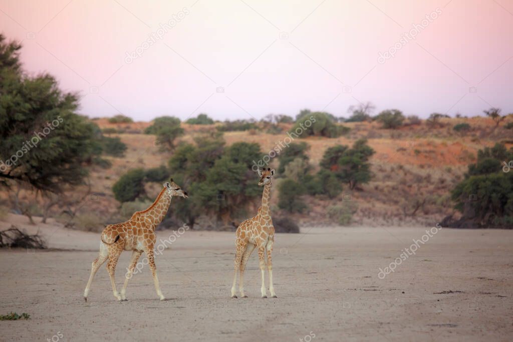Two young Giraffes in desert land in Kgalagadi transfrontier park, South Africa ; Specie Giraffa camelopardalis family of Giraffidae