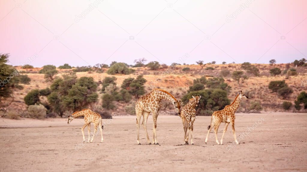 Giraffe couple and two cubs in dry land scenery  in Kgalagadi transfrontier park, South Africa ; Specie Giraffa camelopardalis family of Giraffidae