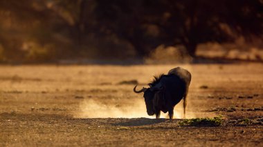 Güney Afrika 'daki Kgalagadi sınır ötesi parkında yürüyen görkemli Afrika aslanı erkek; Felidae familyasından Specie panthera leo