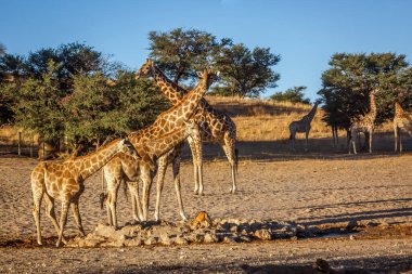 Güney Afrika 'daki Kgalagadi sınır ötesi parkındaki su birikintisinde iki yavrusuyla küçük bir grup zürafa; Giraffa camelopardalis ailesi Züraffidae