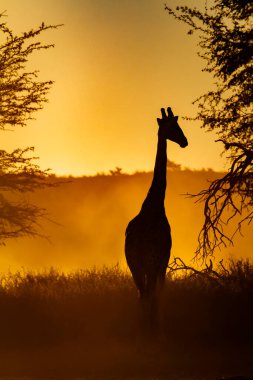 Güney Afrika 'daki Kgalagadi sınır ötesi parkında gün batımında zürafa önü görüntüsü; Giraffidae ailesinden Tür Giraffa camelopardalis