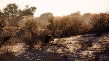 Güney Afrika 'daki Kgalagadi sınır ötesi parkında yürüyen görkemli Afrika aslanı erkek; Felidae familyasından Specie panthera leo