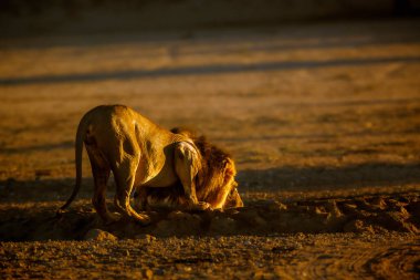 Güney Afrika 'daki Kgalagadi sınır ötesi parkında su birikintisinde içen Afrika aslanı erkek; Felidae familyasından Specie Panthera leo