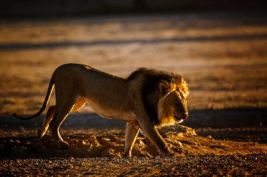 Güney Afrika 'daki Kgalagadi sınır ötesi parkında su birikintisinden ayrılan Afrika aslanı erkek; Felidae familyasından Specie Panthera Leo
