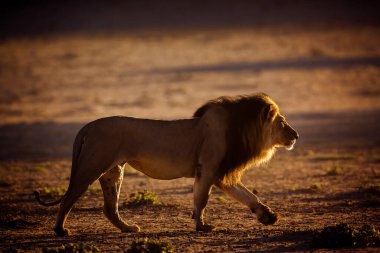 Güney Afrika 'daki Kgalagadi sınır ötesi parkında yürüyen görkemli Afrika aslanı erkek; Felidae familyasından Specie panthera leo