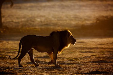 Güney Afrika 'daki Kgalagadi sınır ötesi parkında yürüyen görkemli Afrika aslanı erkek; Felidae familyasından Specie panthera leo