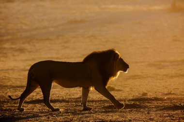 Güney Afrika 'daki Kgalagadi sınır ötesi parkında yürüyen görkemli Afrika aslanı erkek; Felidae familyasından Specie panthera leo
