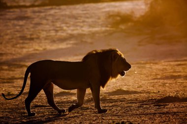 Güney Afrika 'daki Kgalagadi sınır ötesi parkında yürüyen görkemli Afrika aslanı erkek; Felidae familyasından Specie panthera leo