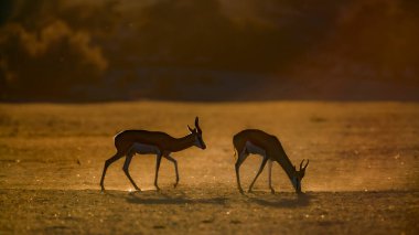 Güney Afrika 'daki Kgalagari sınır ötesi parkında şafak vakti iki Springbok otluyor Bovidae familyasından Specie Antidorcas Marsupialis.