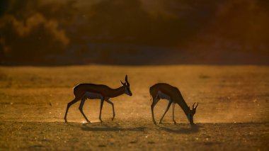 Two Springbok grazing at dawn in Kgalagari transfrontier park, South Africa ; specie Antidorcas marsupialis family of Bovidae clipart