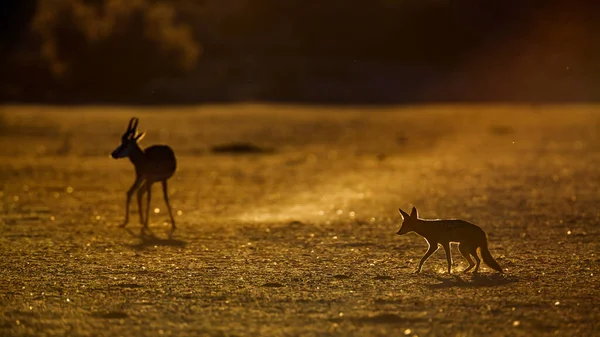 Fekete Hátú Sakál Springbok Dél Afrikai Kgalagadi Határátkelőparkban Fajok Canis — Stock Fotó