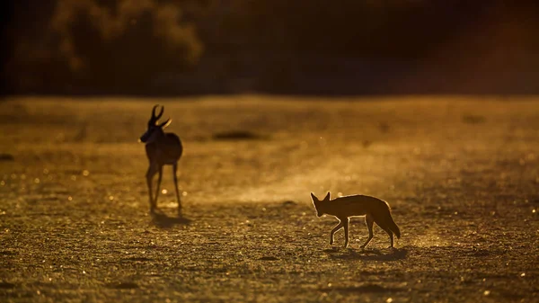 Chacal Negro Springbok Parque Transfronterizo Kgalagadi Sudáfrica Especie Canis Mesomelas — Foto de Stock