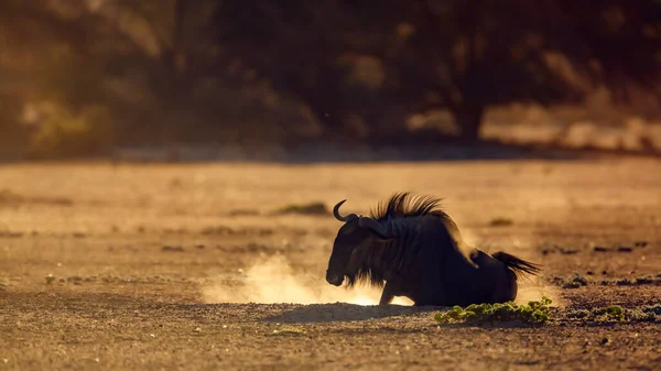 Majestic African Lion Male Walking Dawn Kgalagadi Transfrontier Park South — 스톡 사진