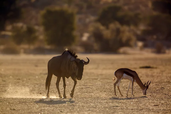 Blue Wildebeest Springbok Dawn Kgalagadi Transfrontier Park South Africa Specie — 스톡 사진