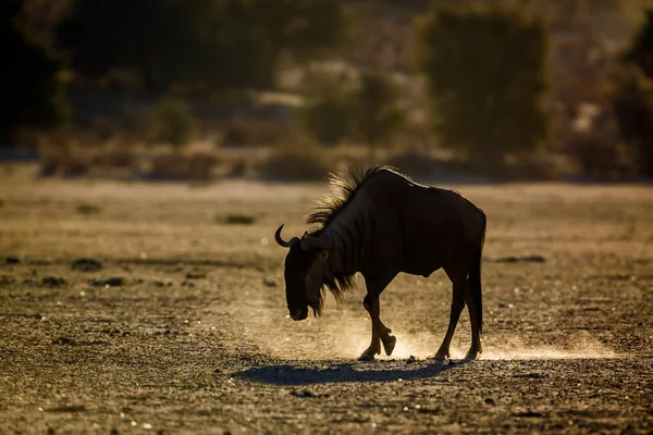 Blue Wildebeest Walking Dry Land Dawn Kgalagadi Transfrontier Park South — Foto de Stock