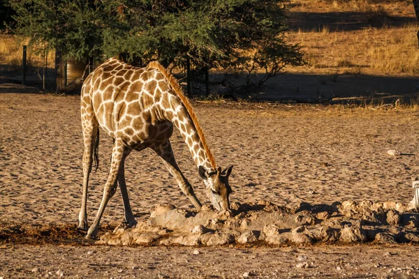Young Giraffe Drinking Waterhole Kgalagadi Transfrontier Park South Africa Specie — Stockfoto