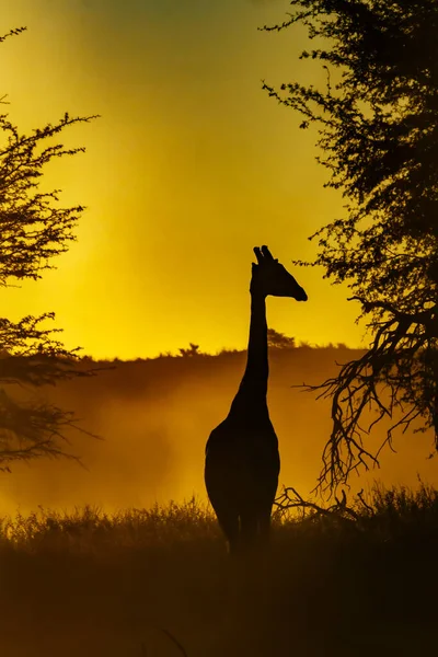 Giraffe Front View Sunset Kgalagadi Transfrontier Park South Africa Specie — Stock Fotó