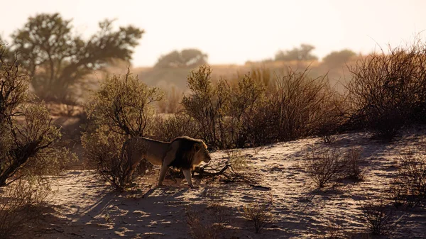 Majestic African Lion Male Walking Dawn Kgalagadi Transfrontier Park South — Foto de Stock