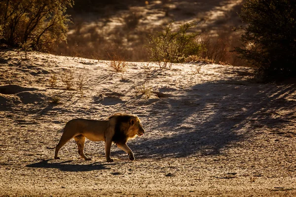 Majestic African Lion Male Walking Dawn Kgalagadi Transfrontier Park South — ストック写真