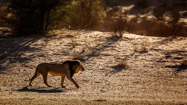 Majestic African Lion Male Walking Dawn Kgalagadi Transfrontier Park South — Stockfoto