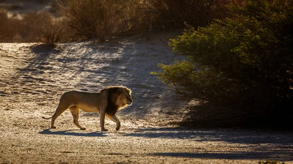 Majestuoso Macho León Africano Caminando Amanecer Parque Transfronterizo Kgalagadi Sudáfrica —  Fotos de Stock