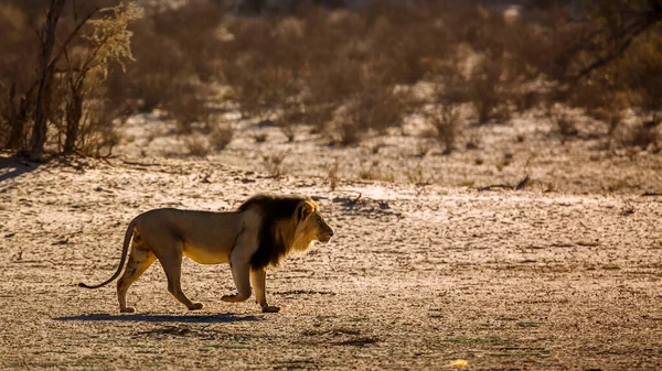Majestuoso Macho León Africano Caminando Amanecer Parque Transfronterizo Kgalagadi Sudáfrica — Foto de Stock