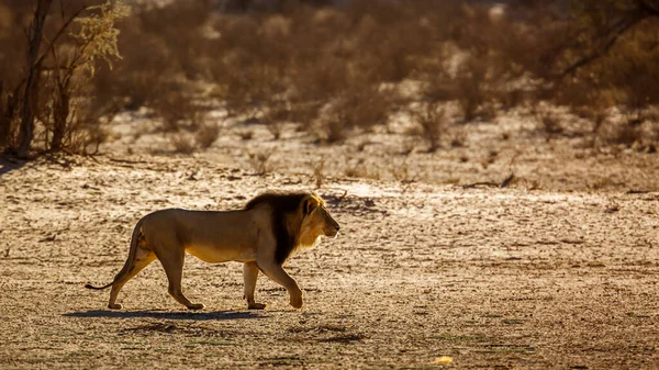 Majestic African Lion Male Walking Dawn Kgalagadi Transfrontier Park South — Stock Fotó