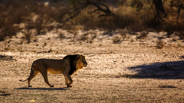 Majestueuze Afrikaanse Leeuw Mannetje Wandelen Bij Dageraad Kgalagadi Grensoverschrijdend Park — Stockfoto