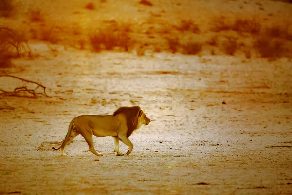 León Africano Macho Caminando Amanecer Tierra Seca Parque Transfronterizo Kgalagadi —  Fotos de Stock