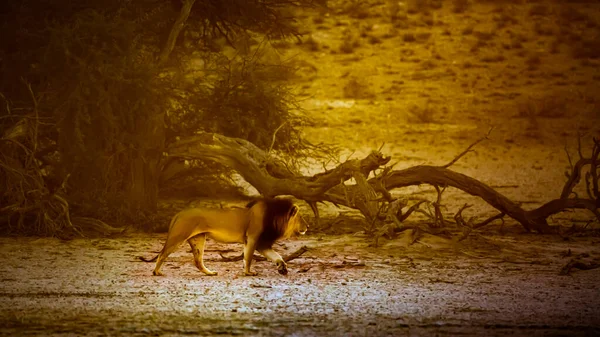 African Lion Male Walking Sunrise Dry Land Kgalagadi Transfrontier Park — стоковое фото