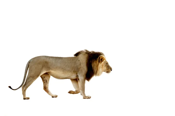 在南非Kgalagadi跨界公园 非洲雄狮在白色背景下独立行走 Felidae的Panthera Leo科 — 图库照片