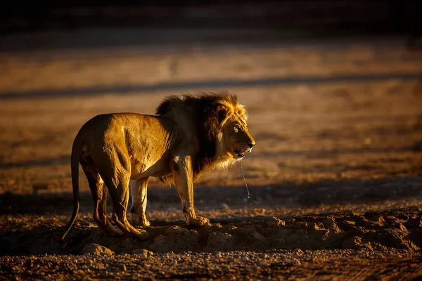 Afrika aslanı erkek, şafak vakti Güney Afrika 'daki Kgalagadi sınır ötesi parkında, Felidae familyasından Specie Panthera leo