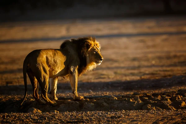 Afrika aslanı erkek, şafak vakti Güney Afrika 'daki Kgalagadi sınır ötesi parkında, Felidae familyasından Specie Panthera leo