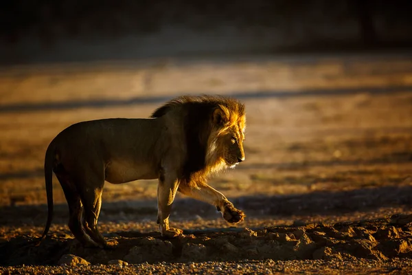 Afrika aslanı erkek, şafak vakti Güney Afrika 'daki Kgalagadi sınır ötesi parkında, Felidae familyasından Specie Panthera leo