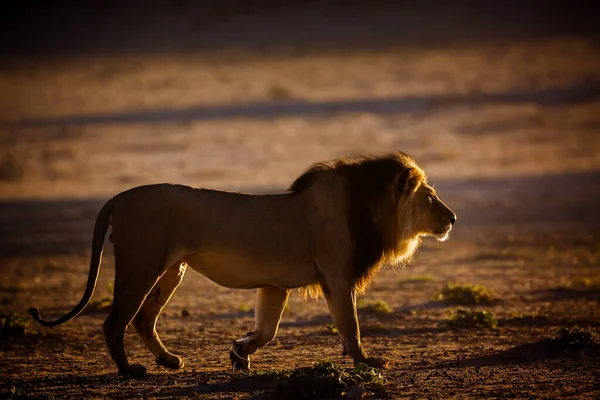 Majestätisk Afrikansk Lejon Hane Promenader Gryningen Kgalagadi Gränsöverskridande Park Sydafrika — Stockfoto
