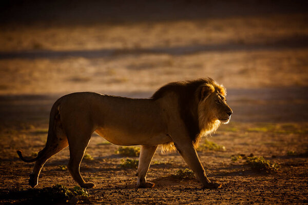 Majestic African lion male walking at dawn in Kgalagadi transfrontier park, South Africa; Specie panthera leo family of felidae