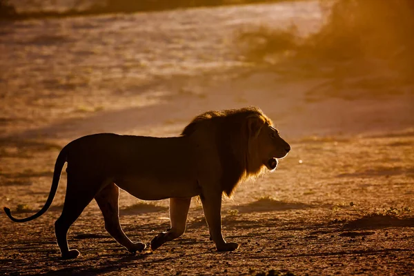 Majestic African Lion Male Walking Dawn Kgalagadi Transfrontier Park South — Foto de Stock