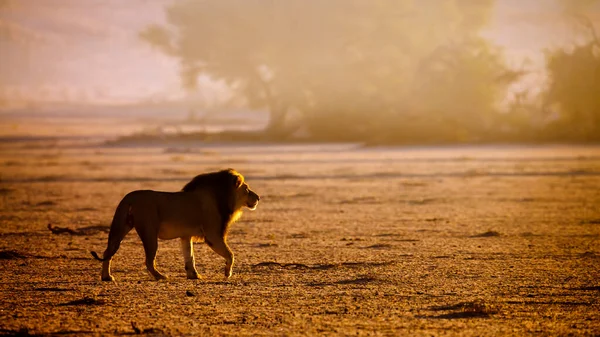Majestätisk Afrikansk Lejon Hane Promenader Gryningen Kgalagadi Gränsöverskridande Park Sydafrika — Stockfoto