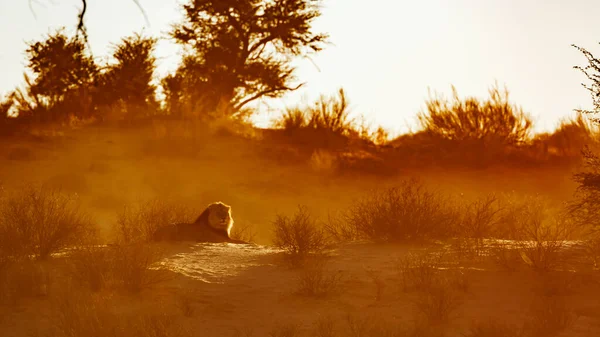 African Lion Male Lying Sunrise Kgalagadi Transfrontier Park South Africa — 스톡 사진