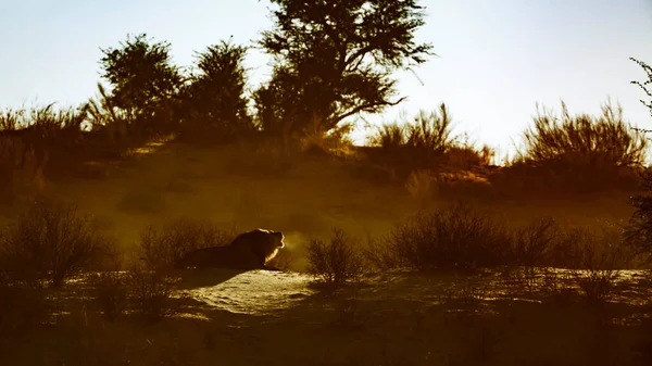 Afrika aslanı erkek, gün doğumunda Güney Afrika 'daki Kgalagadi transfrontier parkında yatıp kükreyen Felidae familyasından Specie panthera leo.