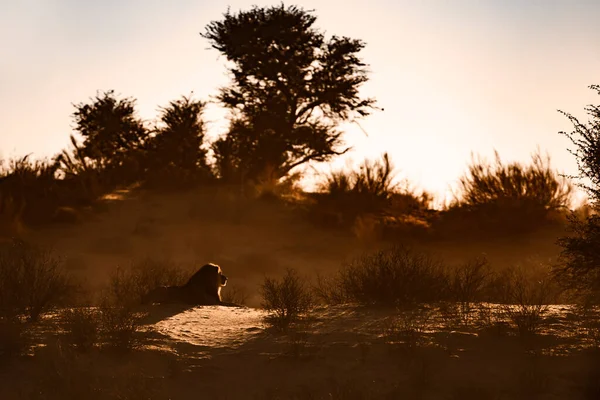 Afrika aslanı erkek, güneş doğarken Güney Afrika 'daki Kgalagadi sınır ötesi parkında uzanır; Felidae familyasından Specie Panthera leo