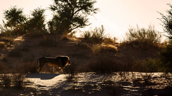 Світанку Величний Африканський Лев Ячий Самець Ходить Транскордонному Парку Кгалагаді — стокове фото