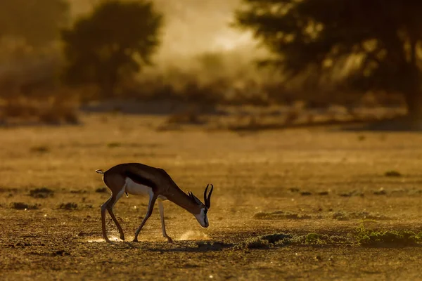 Springbok Betar Gryningen Kgalagari Gränsöverskridande Park Sydafrika Arten Antidorcas Marsupialis — Stockfoto