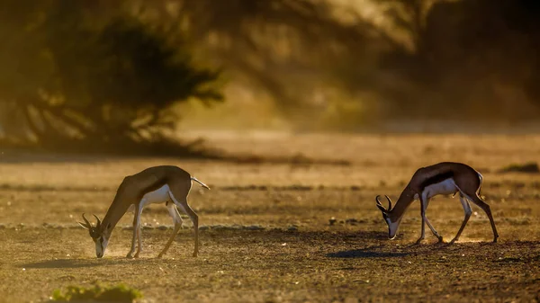 Springbok Grazen Bij Dageraad Kgalagari Grensoverschrijdende Park Zuid Afrika Specie — Stockfoto