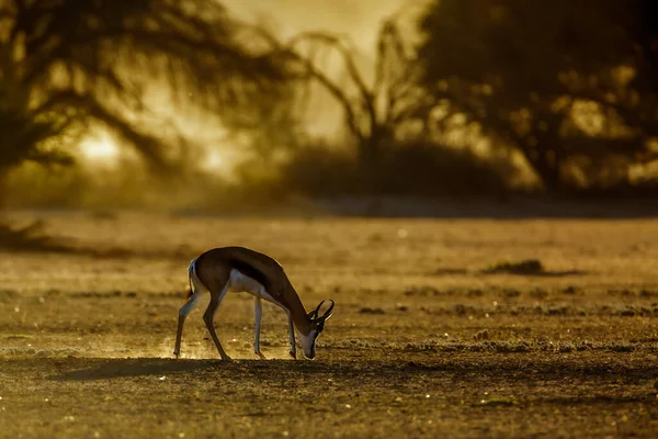 Springbok Grazen Bij Dageraad Kgalagari Grensoverschrijdende Park Zuid Afrika Specie — Stockfoto