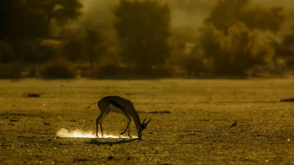 Springbok Legeltetés Hajnalban Dél Afrikai Kgalagari Határátkelőhelyen Fajok Antidorcas Marsupialis — Stock Fotó