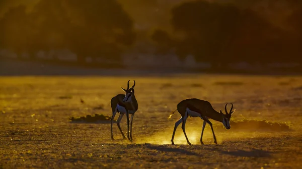 Two Springbok Grazing Dawn Kgalagari Transfrontier Park South Africa Specie — 스톡 사진