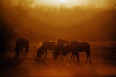 Güney Afrika 'daki Kgalagadi transfrontier parkında, Bovidae ailesinden Specie Connochaetes taurinus' da küçük bir grup mavi antilop gün batımında arka planda.